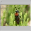 Dolerus sp - Blattwespe 09a 8mm.jpg